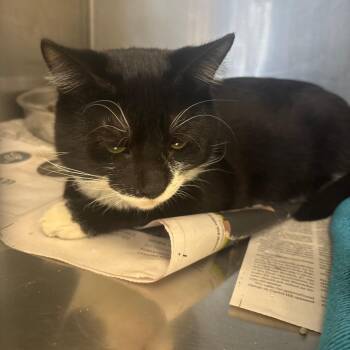 Sniper -  Domestic Short Hair Cat for Adoption in Brockton, Massachusetts - Sniper | PetCurious