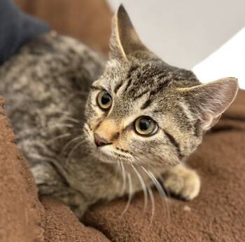 Rescue Domestic Short Hair Cats for Adoption in Sheboygan, Wisconsin - Kai | PetCurious