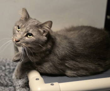 Rescue Maine Coon and Domestic Short Hair Cats for Adoption in Woodsfield, Ohio - Blu | PetCurious