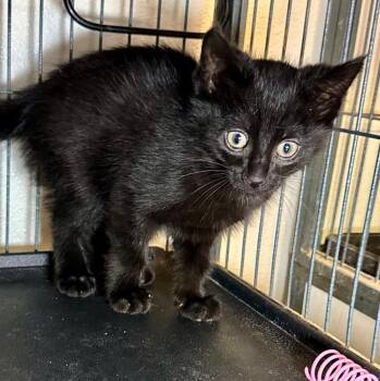 Cheerio -  Domestic Short Hair Cat for Adoption in Saginaw, Michigan - Cheerio | PetCurious