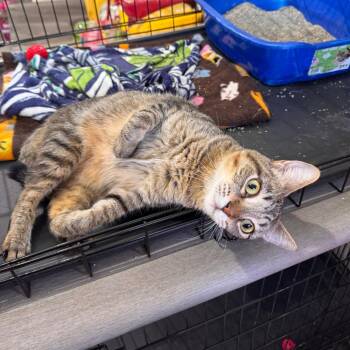 Jay Jay -  Domestic Short Hair Cat for Adoption in Mondovi, Wisconsin - Jay Jay | PetCurious