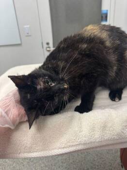 Ms. Kitty -  Domestic Short Hair Cat for Adoption in Kansas City, Missouri - Ms. Kitty | PetCurious