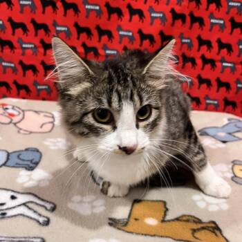 Makayla -  Domestic Medium Hair Cat for Adoption in Washburn, Missouri - Makayla | PetCurious