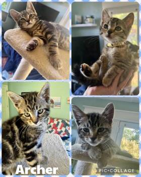 Archer -  Domestic Short Hair Cat for Adoption in Newberg, Oregon - Archer | PetCurious