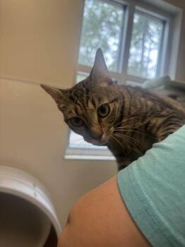 Emory -  Domestic Short Hair Cat for Adoption in Hilton Head Island, South Carolina - Emory | PetCurious