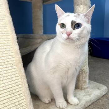 Domestic Short Hair and Mixed Breed Cats Available for Adoption in Palm Springs, California - Washimi | PetCurious