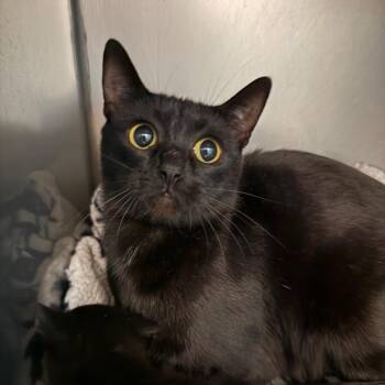 Domestic Short Hair Cats Available for Adoption in Troy, Virginia - Regina | PetCurious