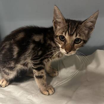Phoenix -  Domestic Short Hair Cat for Adoption in Chattanooga, Tennessee - Phoenix | PetCurious