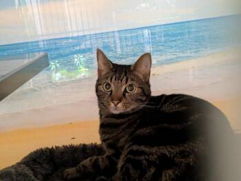 Domestic Short Hair Cats Available for Adoption - Leo | PetCurious