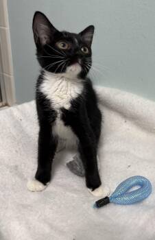 Calypso -  Tuxedo and Domestic Short Hair Cat for Adoption in Brooksville, Florida - Calypso | PetCurious