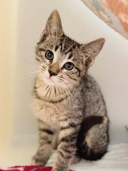 Zendaya -  Domestic Short Hair Cat for Adoption in Menomonie, Wisconsin - Zendaya | PetCurious