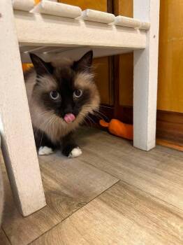 Bonnie -  Siamese Cat Available for Adoption in Wilmington, North Carolina - Bonnie | PetCurious