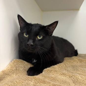 Panther -  Domestic Short Hair Cat for Adoption in Clavet, Saskatchewan - Panther | PetCurious