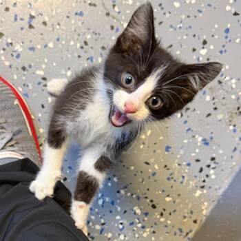 TUSC-Stray-84709 -  Domestic Short Hair Cat for Adoption in Tuscaloosa, Alabama - TUSC-Stray-84709 | PetCurious