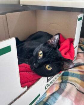 Domestic Short Hair Cats Available for Adoption in Westland, Michigan - Stu Pickles | PetCurious