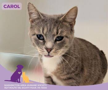 Domestic Short Hair Cats Available for Adoption - Carol | PetCurious