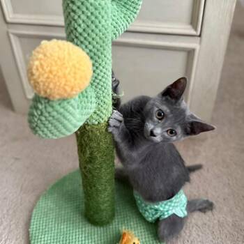 Rescue Domestic Short Hair Cats for Adoption in Roanoke, Virginia - Swiftfoot | PetCurious