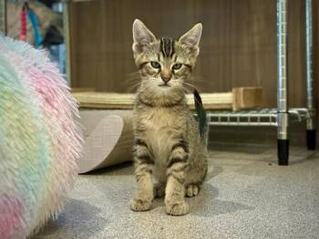 Hayes -  Domestic Short Hair Cat for Adoption in Portland, Oregon - Hayes | PetCurious