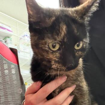 Wildfire -  Domestic Short Hair Cat for Adoption in Murray, Utah - Wildfire | PetCurious
