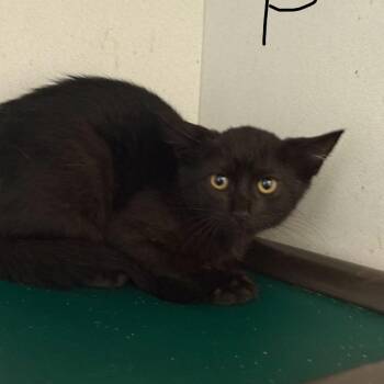 Grumpy -  Domestic Short Hair Cat for Adoption in New York, New York - Grumpy | PetCurious