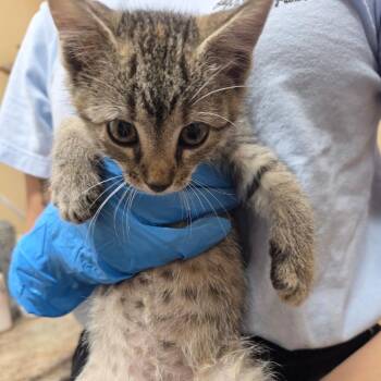 Lacey -  Domestic Short Hair Cat for Adoption in Corinth, Mississippi - Lacey | PetCurious