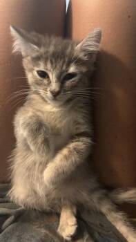 Chanel -  Domestic Short Hair Cat for Adoption in Omaha, Nebraska - Chanel | PetCurious