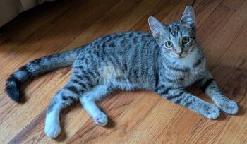 Athena -  Domestic Short Hair Cat for Adoption in Kansas City, Missouri - Athena | PetCurious