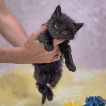 Asher-C -  Domestic Long Hair Cat for Adoption in East St. Louis, Illinois - Asher-C | PetCurious