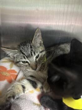 Wolverine -  Domestic Short Hair Cat for Adoption in Cincinnati, Ohio - Wolverine | PetCurious
