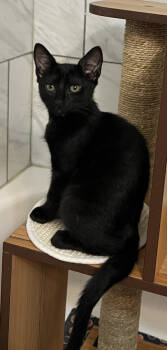 Rescue Domestic Short Hair Cats for Adoption in Alexandria, Virginia - Frances - KITTEN In Foster | PetCurious