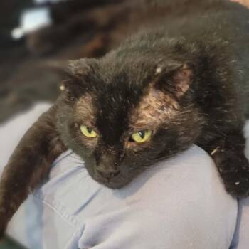 Matrim -  Domestic Short Hair Cat for Adoption in Myrtle Beach, South Carolina - Matrim | PetCurious