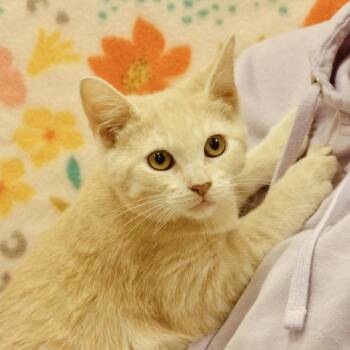 Domestic Short Hair Cats Available for Adoption - Ketchup | PetCurious