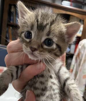 Rescue Domestic Short Hair Cats for Adoption in Port Washington, Wisconsin - Wanda | PetCurious