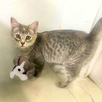 Diamond -  Domestic Short Hair Cat for Adoption in Austin, Texas - Diamond | PetCurious