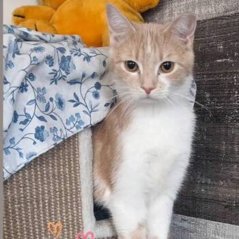 Hank -  Domestic Short Hair Cat Available for Adoption in Etna, Pennsylvania - Hank | PetCurious