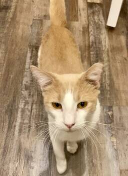 Rescue Domestic Short Hair Cats for Adoption in Fort Worth, Texas - Judge (pre Adopt) | PetCurious