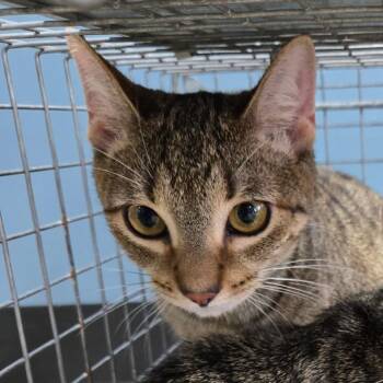 Skyler -  Domestic Short Hair Cat for Adoption in Newark, New Jersey - Skyler | PetCurious