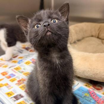 Karmen -  Domestic Short Hair Cat for Adoption in Winston-salem, North Carolina - Karmen | PetCurious