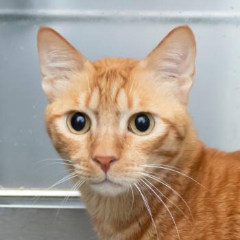Garfield -  Domestic Short Hair Cat for Adoption in Middletown, Rhode Island - Garfield | PetCurious