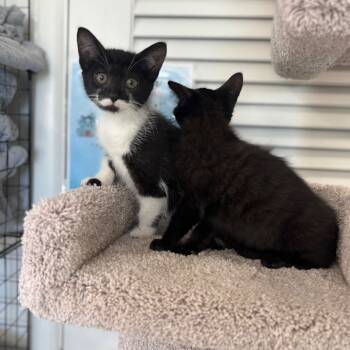 Rescue Domestic Short Hair Cats for Adoption in Granville, Ohio - Burnout | PetCurious