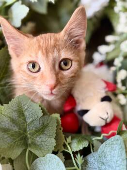 Tigger- Transport -  Domestic Short Hair Cat for Adoption in Gradyville, Kentucky - Tigger- Transport | PetCurious