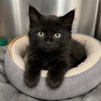 JUNE -  Domestic Medium Hair Cat for Adoption in Cranston, Rhode Island - JUNE | PetCurious