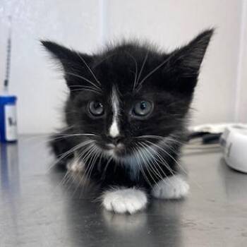 Domestic Short Hair Cats Available for Adoption in Clearwater, Florida - Cole | PetCurious