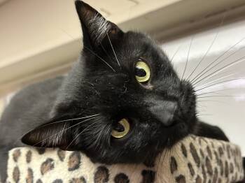 Rescue Domestic Short Hair Cats for Adoption in Westwood, New Jersey - Albert | PetCurious