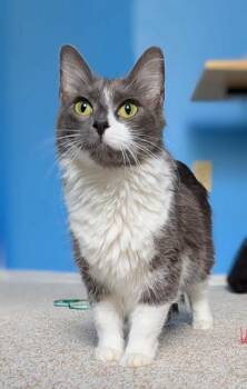 Millie -  Domestic Medium Hair Cat for Adoption in Edmond, Oklahoma - Millie | PetCurious