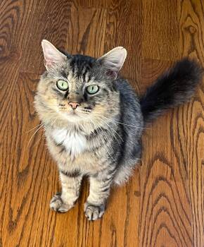 Junior -  Domestic Medium Hair Cat for Adoption in New Albany, Ohio - Junior | PetCurious