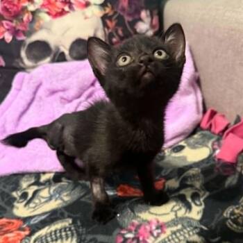 Kuromi -  Domestic Short Hair Cat for Adoption in Antioch, California - Kuromi | PetCurious