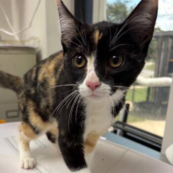 Miss Cindy -  Domestic Short Hair Cat for Adoption in Columbiana, Alabama - Miss Cindy | PetCurious