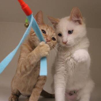 Mojo Jojo -  Domestic Medium Hair Cat for Adoption in Champaign, Illinois - Mojo Jojo | PetCurious