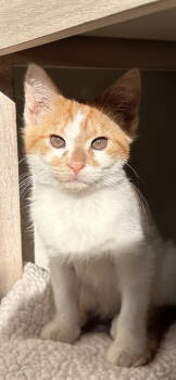 Rescue Domestic Short Hair Cats for Adoption in Cincinnati, Ohio - Billy The Cat | PetCurious